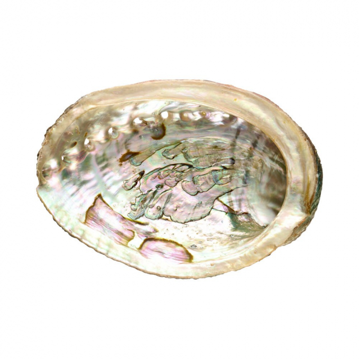Abalone-kuorikotilo Medium ryhmässä Koti & Sielu / Tunnelma & tuoksu / Suitsuketelineet & lautaset @ Rawfoodshop Scandinavia AB (7922)