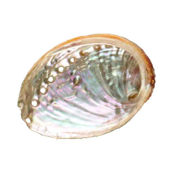 Abalone simpukka, pieni ryhmässä Koti & Sielu / Tunnelma & tuoksu / Suitsuketelineet & lautaset @ Rawfoodshop Scandinavia AB (7923)