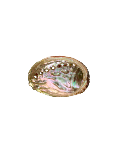 Abalone simpukka pieni ryhmässä Koti & Sielu / Tunnelma & tuoksu / Suitsuketelineet & lautaset @ Rawfoodshop Scandinavia AB (7924)