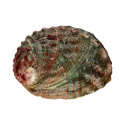 Abalone simpukka, pieni
