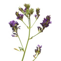 Alfalfa Jauhe LUOMU 125g