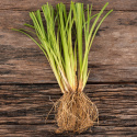 Vetiver Eteerinen Öljy 10ml