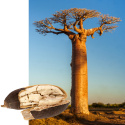 Baobab-jauhe LUOMU 250g