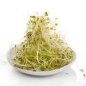 Alfalfansiemenet LUOMU 1kg