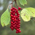 Schisandra-marjat LUOMU 125g