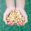 Cashewpähkinät Puolitetut RAW LUOMU 1kg